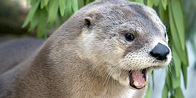 Celebrating Ohio Wildlife: River Otter | West Bend News
